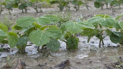 Clima: “Lo que falto, comienza a sobrar” – CCA/Agrositio
