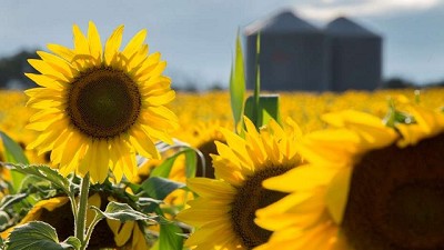 El girasol tiene buenos argumentos para entrar en la rotación