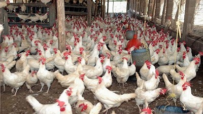 Apertura del mercado uruguayo para exportaciones de pollos