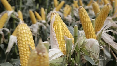 Nuevos eventos de maíz para la producción de grano y semilla