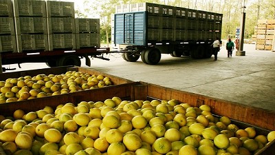 Ingresó a EE.UU. el primer embarque de limones certificados por el Senasa