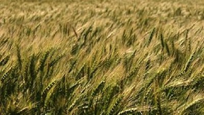 Los precios del trigo siguen muy firmes en el mercado local