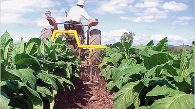 Producción de tabaco caerá 6% este año, pero la suba del dólar compensaría