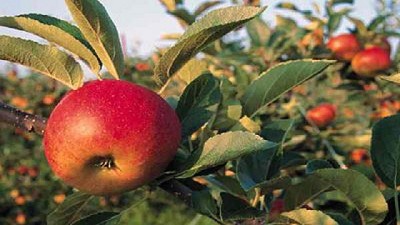 Gobierno intermedia en el comercio de frutas para sostener el precio