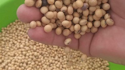 Calidad de soja: ¿cuándo se considera que el grano está dañado?