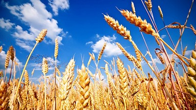 Campaña 2018/19 del trigo: mejorará 23% las exportaciones y 20% la recaudación