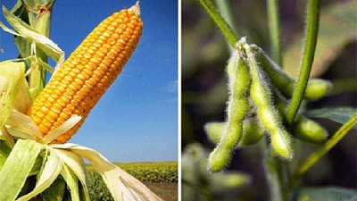 Datos duros del USDA que no son aun la última palabra, falta mucho clima, por Celina Mesquida 
