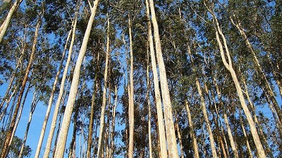 Los seguros automotores financiarán la implantación de bosques