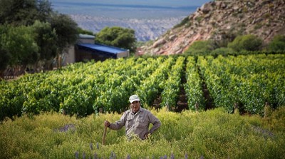 La bodega más antigua de la Argentina se relanza con una inversión de $ 30 millones