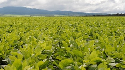 Salta y Jujuy aportan más de 2,7 millones de toneladas de granos a la cosecha argentina