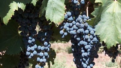 Uvas criollas: el origen de un vino de calidad y con historia