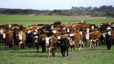 El invernador, ante una favorable relación de compraventa