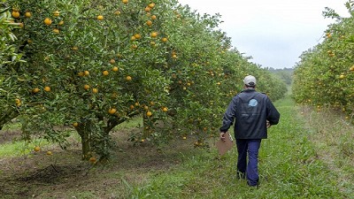 Detección de HLB en plantas cítricas erradicadas en Entre Ríos