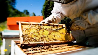 Mesa Apícola: fortalecen los fondos rotatorios para seguir creciendo