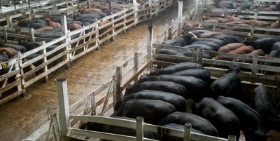 Mercado de Liniers: leve mejora para novillos y vacas