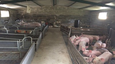  La Provincia continúa con el desarrollo de acciones para fortalecer al sector porcino
