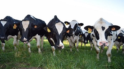 Para 2030 será necesario producir un 35% más de leche para abastecer los mercados