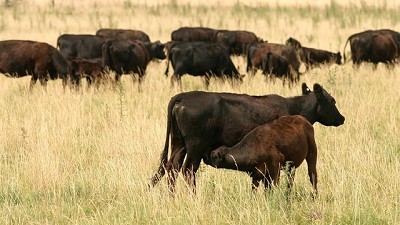 En lo que va del año crecieron la exportación y el consumo de carne