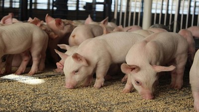  La Provincia reunió a los productores porcinos y les ofreció financiar proyectos productivos