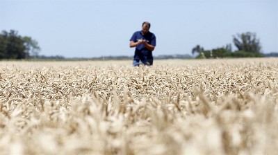 Trigo récord: prevén una cosecha de 20 millones de toneladas