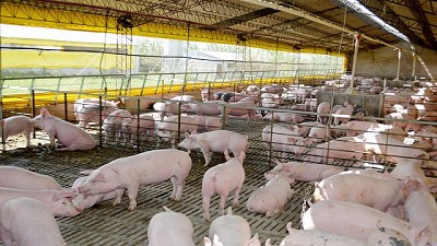¿Cómo prevenir la triquinosis?