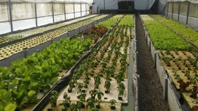  Impulsan el cultivo de huertas hidropónicas
