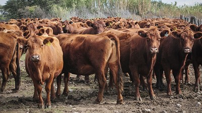 El sector ganadero en crisis: el impacto de la devaluación en los precios de la hacienda