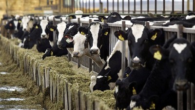 Proyecto de ley para declarar en emergencia el sector lechero