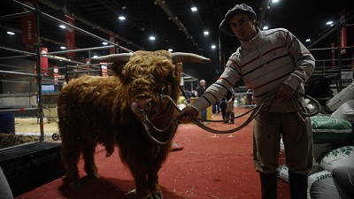 Rural 2018: sorprende una raza que produce la carne preferida por la monarquía británica