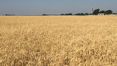 El interés de la demanda fortaleció el valor del trigo de la nueva cosecha