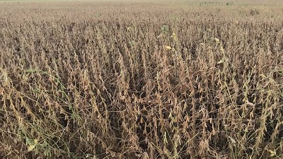 En Uruguay estiman que perdieron 546 millones de dólares por la última sequía