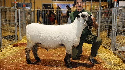 La raza ovina que se luce en Palermo y puede diversificar la oferta de carnes