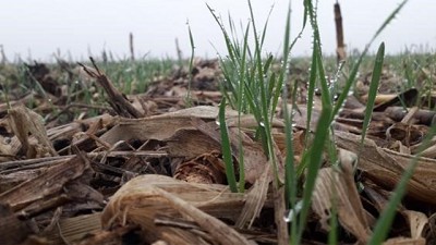 La rotación trigo sobre maíz gana terreno en el sudeste cordobés