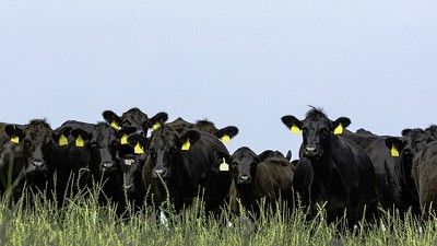 Una raza que ingresa de lleno al mundo de la ganadería de precisión