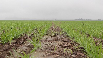 ¿Puede seguir subiendo el trigo nuevo?