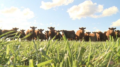 Qué le falta a la carne argentina para conquistar más mercados