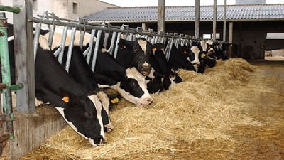 Rentabilidad negativa para los tambos según el INTA