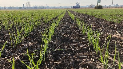 En Córdoba se sembró más trigo y menos garbanzo
