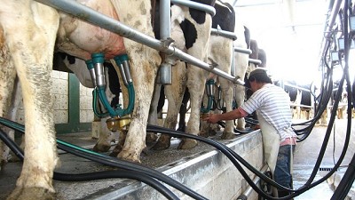 La Serenísima anunció que aumentará 5% el precio de la leche a los tamberos