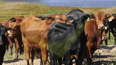 Se realizó la evaluación anual de focos de carbunclo en la Argentina