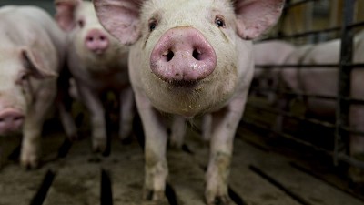 Efluentes porcinos: un fertilizante ideal para potenciar el maíz