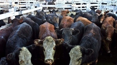 Viernes en Liniers: sostenidos la vaca y el novillo pesado