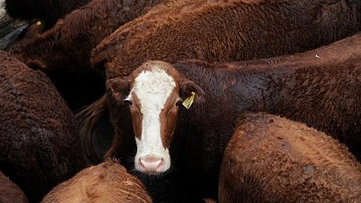 Las vacas 