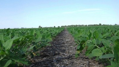 Acortar el espaciamiento de las hileras en la siembra de soja, una práctica que da sus frutos