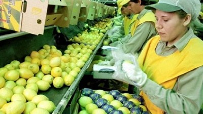 Se busca maximizar la producción citrícola en el NOA 