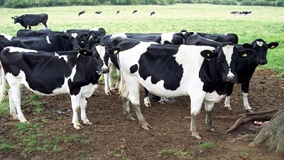 Convalidan Programa de tuberculosis bovina de Buenos Aires