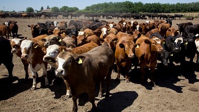 La inteligencia artificial ya permite que las vacas se pesen solas