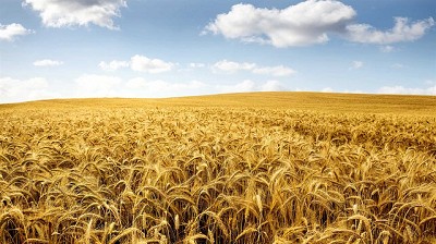 Prevén buen clima para la agricultura