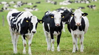 Brasil: Récord en el alza del precio al productor