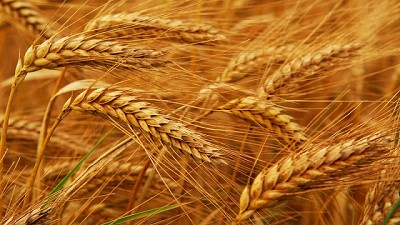 Argentina podría ser el país de mayor tasa de crecimiento productivo en trigo en los próximos 10 años, según OCDE-FAO